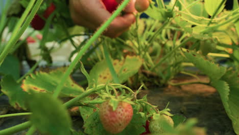 adult hand reaching through strawberry patch to harvest ripe red berry surrounded by green foliage and unripe fruits during daylight, showing process of organic farming