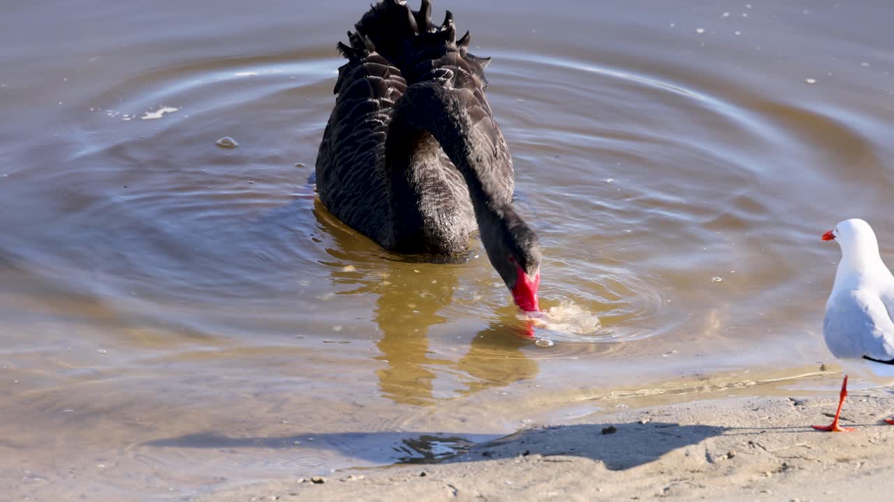 A swan and seagull interact at a riverbank, with the swan dipping its head into the water