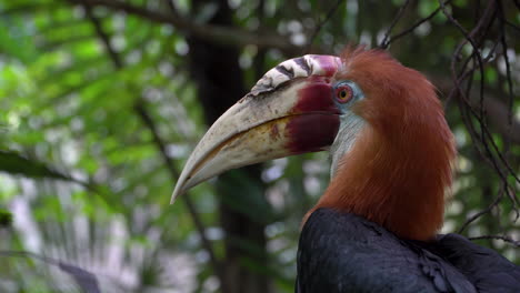 el cuerno de blyth, cuerno de papúa, pájaro exótico de nueva guinea, cabeza de cerca