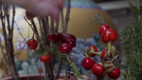 Picking-up-Habanero-chili-for-pizza-cooking