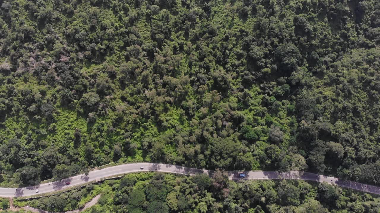 vista aérea de pájaro sobre un camino forestal verde en un día soleado en verano, toma de revelación amplia, concepto de conservación