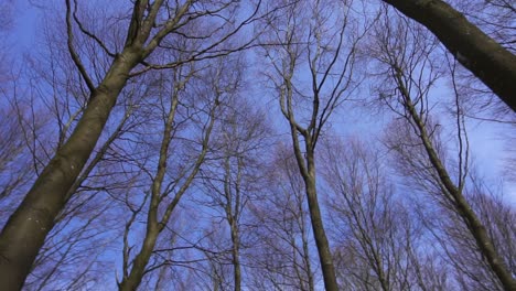 tree tops spinning around, shot in a forest in denmark