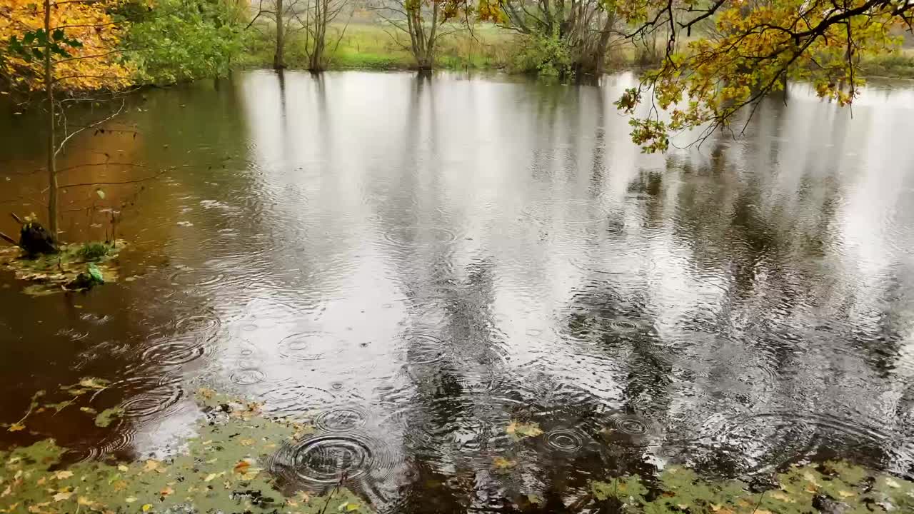 un video en cámara lenta de la lluvia golpeando un pequeño estanque en cheshire en el reino unido en un día de otoño