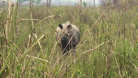 the rare one horned rhino in the grasslands of nepal