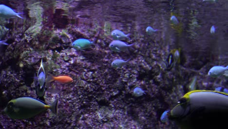 Hermosos-Peces-Coloridos-Nadan-Cerca-Del-Acantilado-Rojo-En-Agua-Cristalina