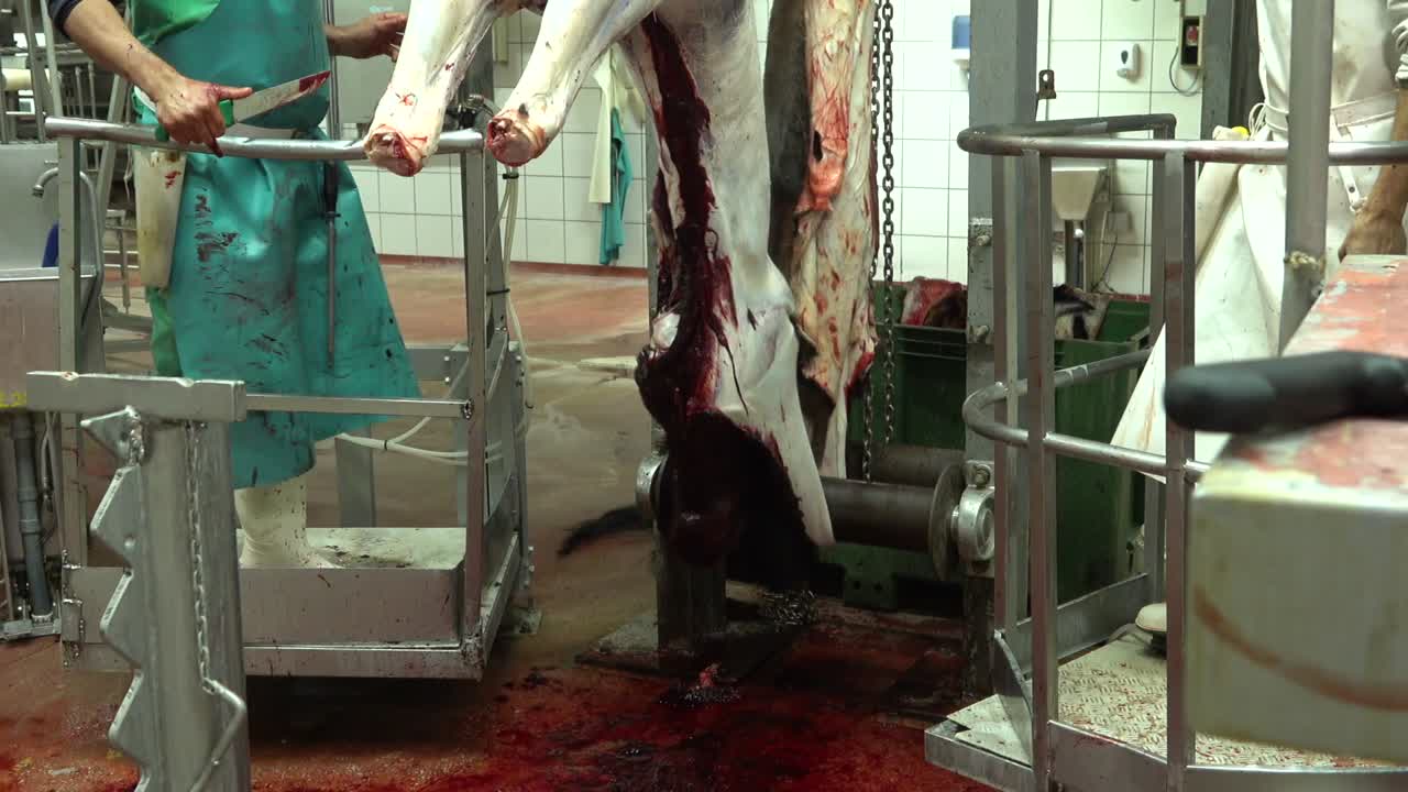 Meat industry machine for skinning horses with workers on the sides