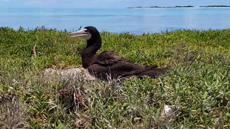 Brown-booby-Sula-leucogaster-sing-mouth-open,-Los-Roques-Archipelago-Atlantic-Ocean