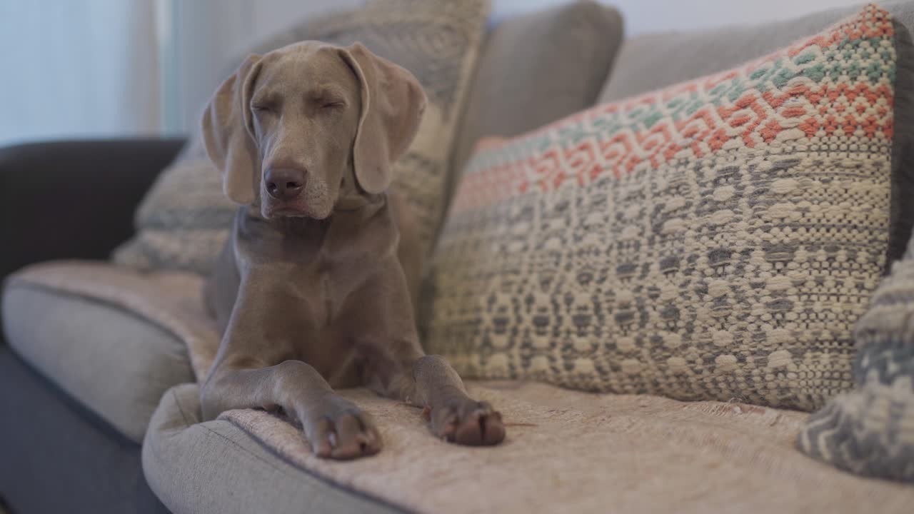 un encantador perro de raza weimaraner que se queda dormido mientras está acostado en un sofá