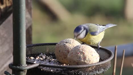 Blaumeise,-Cyanistes-Caeruleus,-Pickt-An-Meisenknödeln-Auf-Dem-Futtertisch