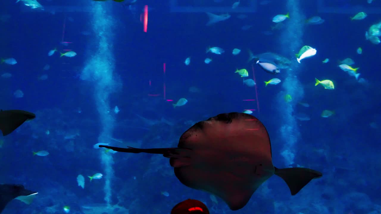 가오리는 상어와 연결된 연골 어류인 바다 가오리 그룹으로, 싱가포르 수족관에서 다른 물고기들과 함께 헤엄치는 것을 볼 수 있습니다.