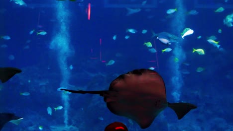 stingrays are a group of sea rays, cartilaginous fish linked to sharks, that can be found swimming alongwith other fishes in singapore's aquarium