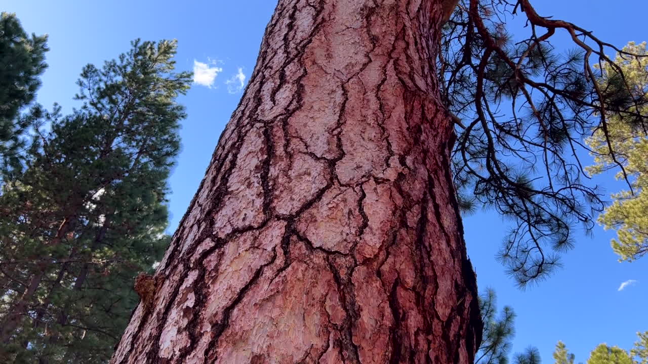 panorámica de un gran pino ponderosa en el bosque