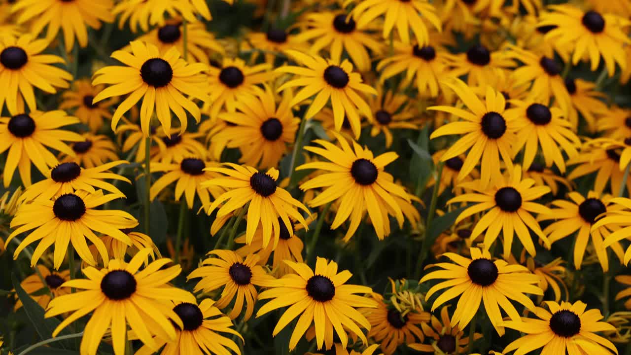 노란색으로  ⁇ 에서 rudbeckia fulgida 또는 오렌지색 코노플라워의 그룹을 보여주는 기울기  ⁇