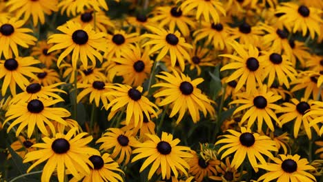 tilt up shot showing group of rudbeckia fulgida or orange coneflower on field in yellow color