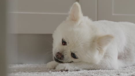 close-up view of white pomeranian dog at home