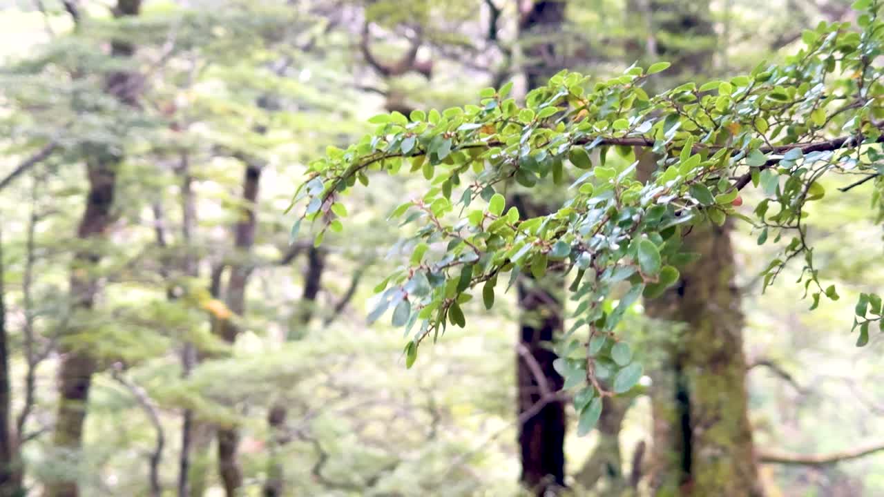 Green branch gently waves in bright, tranquil forest with soft natural daylight and steady camera