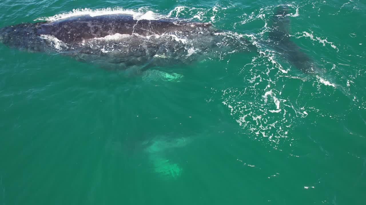 Humpback Whale Calf Swimming With Its Mother In New South Wales, Australia - Aerial Shot