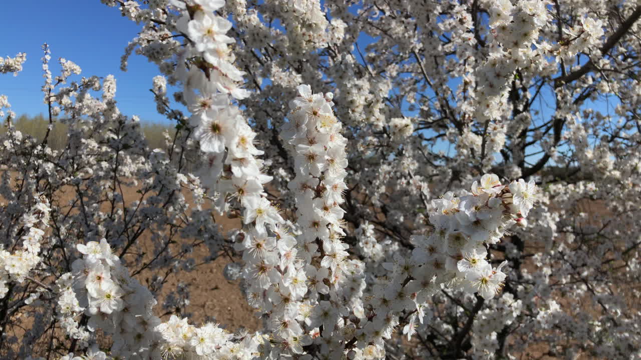 las flores de primavera las flores de primavera