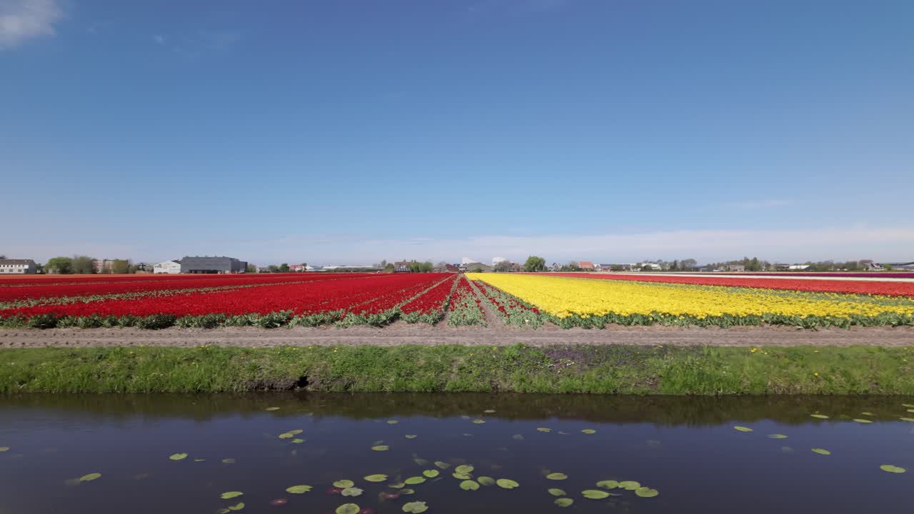 Tulip Bulb-Fields In The Netherlands - Drone Shot