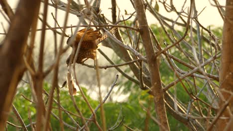 majestic chimango caracara bird looking for prey on small tree branch