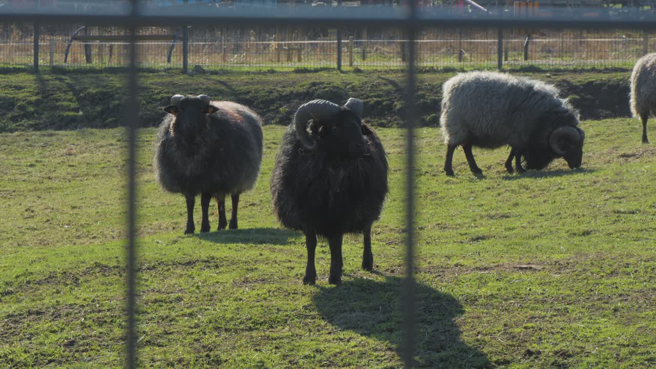 Black wrzosówka sheep with curled horns in a fenced grassy pasture. Rural livestock scene, sunny lighting. Great for traditional farming, biodiversity, countryside visuals, or eco-agriculture themes.