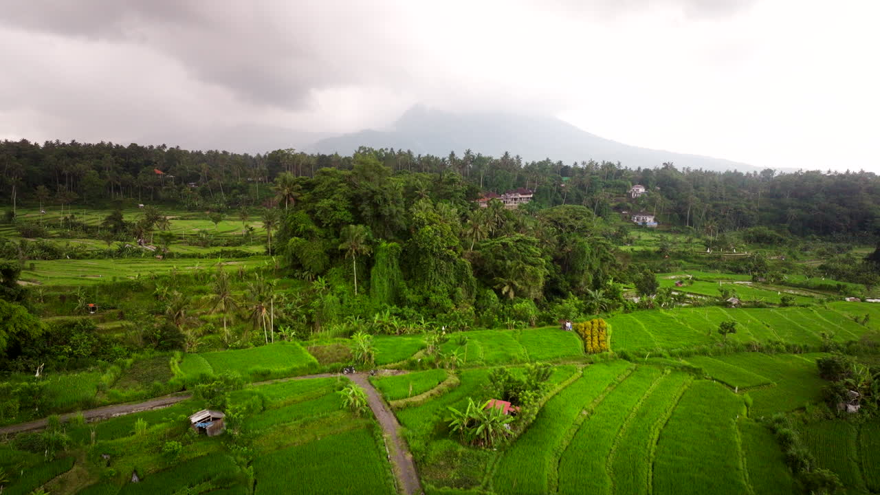 hombres del lado de bali, región pintoresca, terrazas de arroz exuberantes, paisaje, aérea