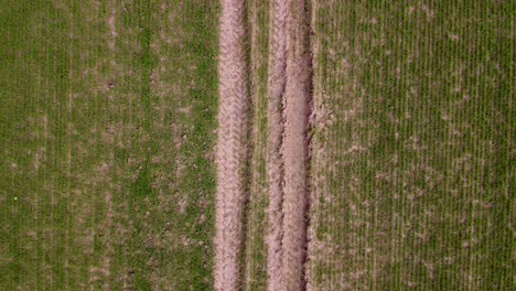 Luftaufnahme-Von-Reihen-Von-Traktorspuren-Und-Feldfrüchten,-Die-Im-Frühjahr-Frisch-Auf-Einem-Feld-Gepflanzt-Wurden,-Landwirtschaft-Und-Lebensmittelproduktion,-Kopierraum,-Aufsteigende-Weitwinkel-Drohnenaufnahme-Aus-Der-Vogelperspektive