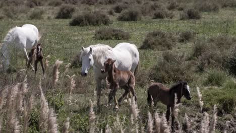 Carmargue-Horses-4K-00