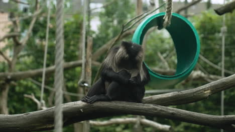 Adorable-Lion-Tailed-macaque-sitting-quietly-and-picking-lice-from-her-body