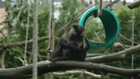 adorable macaco de cola de león sentado en silencio y recogiendo piojos de su cuerpo