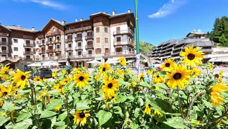 sunflowers bloom in front of italian buildings