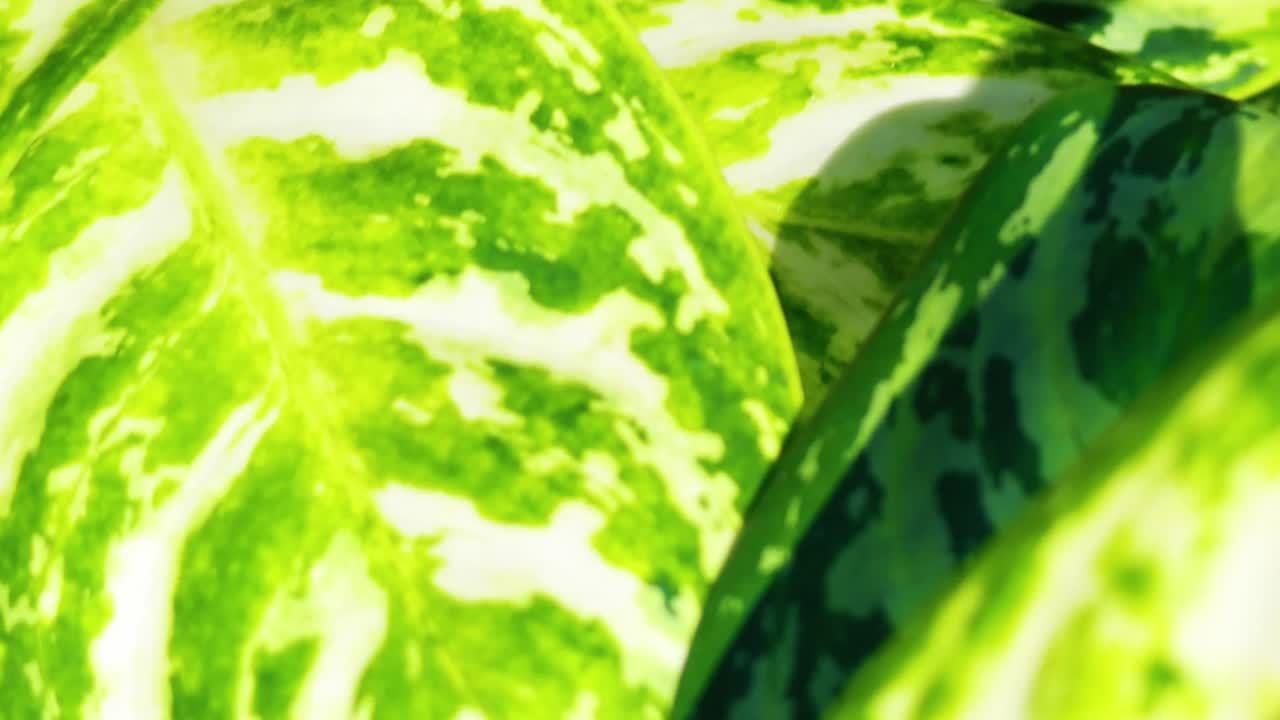 hojas vibrantes de aglaonema en un entorno natural