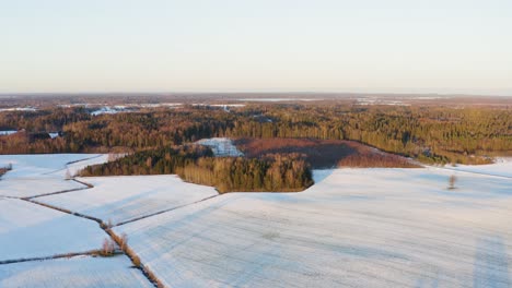 maravilloso paisaje invernal con campo nevado y pinos exuberantes en un día frío y soleado - ascenso de drones