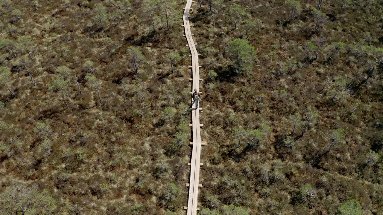senderismo para mochileros en un sendero de turberas de pantano en un día soleado de verano