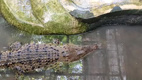 Babykrokodil-Mit-Geschlossenem-Mund