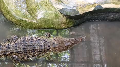 bebé cocodrilo con la boca cerrada