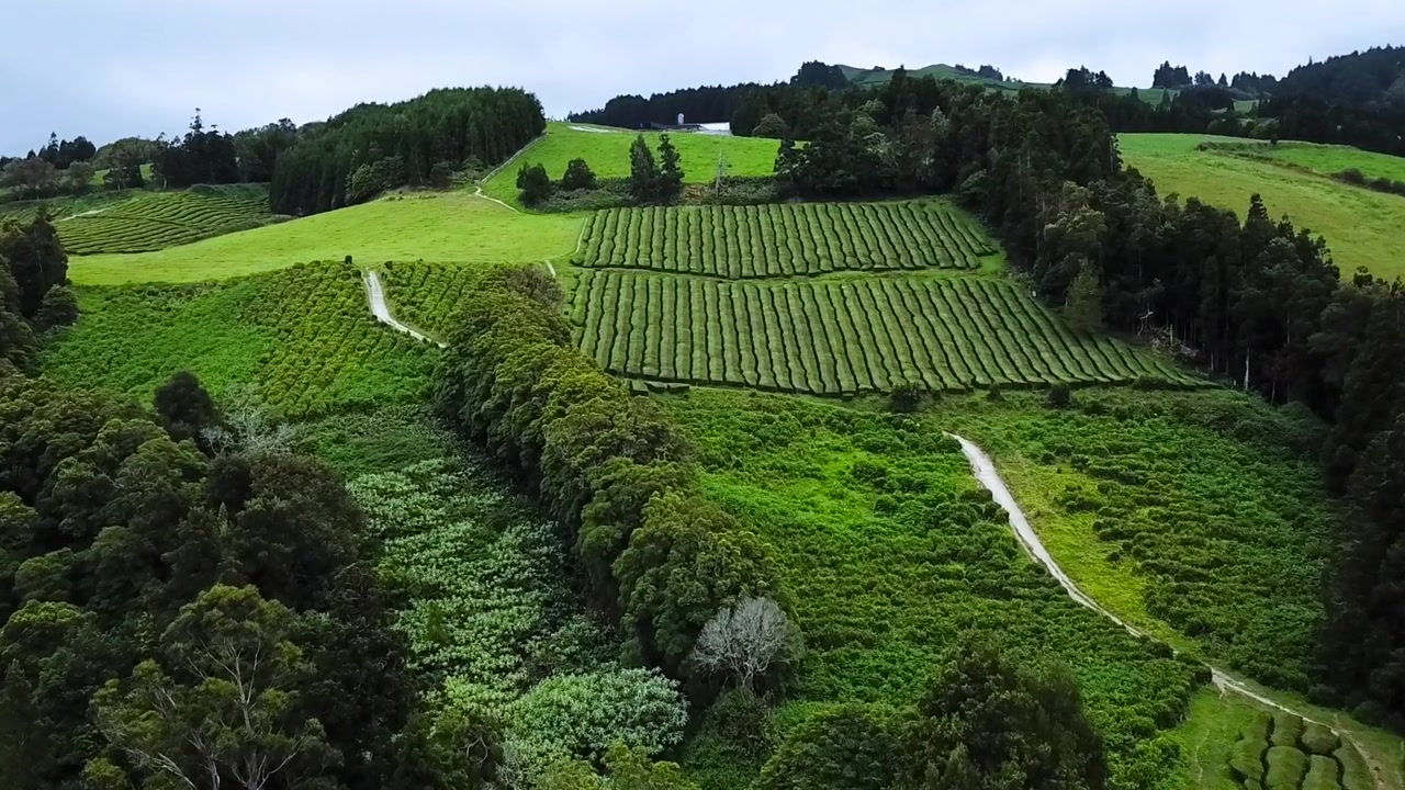 Veduta aerea della piantagione di tè Gorreana tra cespugli e alberi. Isola di São Miguel, Azzorre. Portogallo