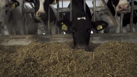 cows eating hay in a farm barn