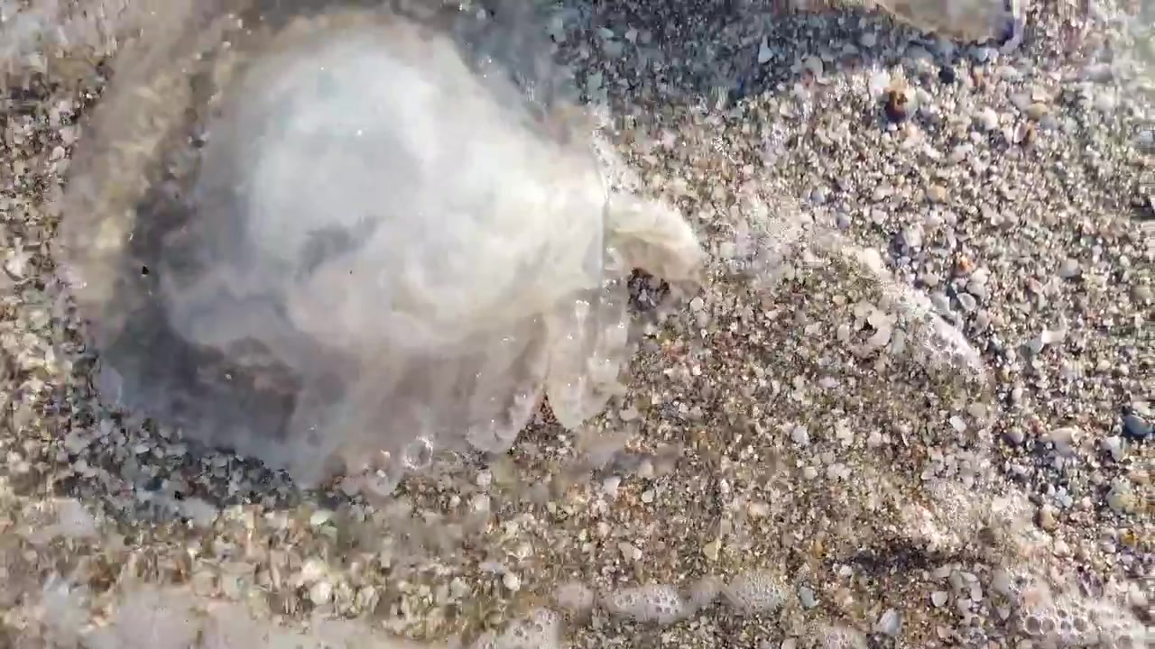 Vandmænd på stranden. Vandmandsarten Rhizostoma pulmo