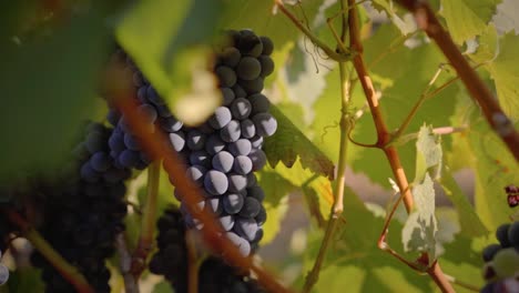 red grape cluster in a vine close up