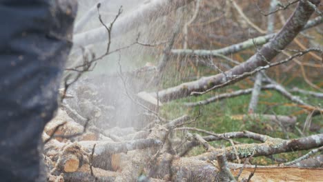 cutting logs from felled tree using chainsaw