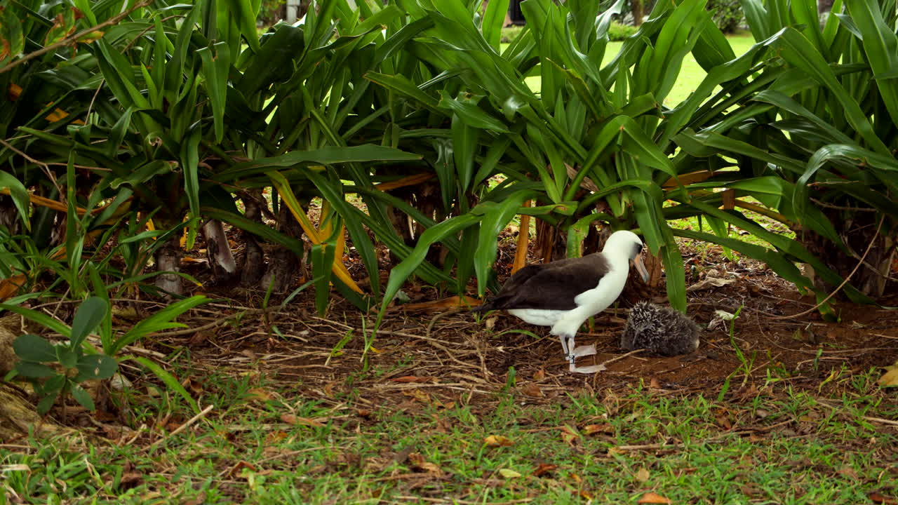 Mamma albatro si avvicina e accarezza il piccolo nel verde al rallentatore