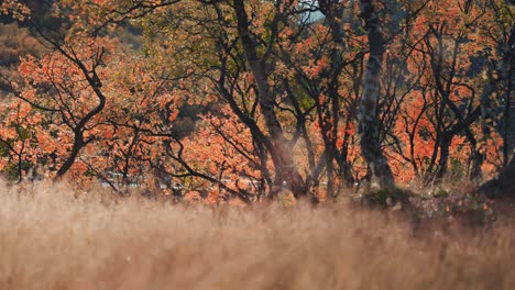 Herbst-Im-Norden