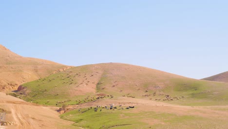ovejas pastando en las colinas del desierto