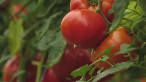 tomates en diferentes colores con diferentes especies
