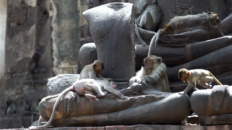 A-group-of-monkey-families-gathering-around-an-ancient-ruin-on-a-hot-afternoon-in-South-East-Asia-tropical-forest