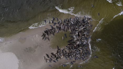 fotografía estática de un gran rebaño de focas grises en una isla de arena en la reserva de mewia lacha, frente a la costa polaca en el mar báltico.