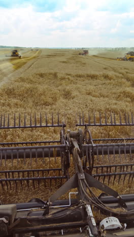 interior cabin view during harvest of wheat. farmer controlling combine during harvest vertical video
