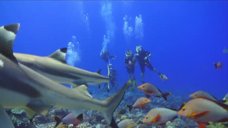 imágenes submarinas de tiburones