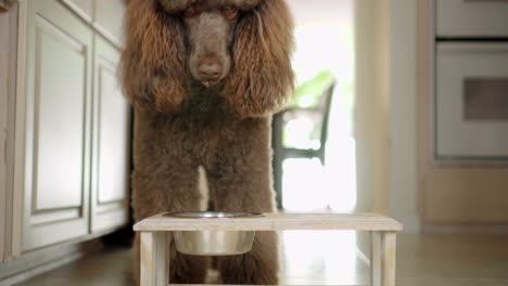 video de 4k de un caniche estándar bebiendo agua de un cuenco en la cocina
